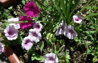 Flowers in the flower beds