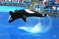 Sea World of Texas Photo