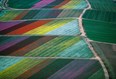 Spring Flower fields in Carlsbad Photo
