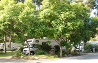 Shady RV site