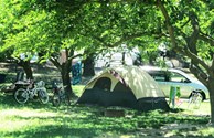Tree Covered Tenting