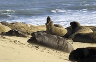 Elephant Seals