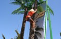 Coconut Climbing Tree