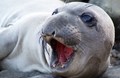 Seals