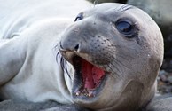 Seals