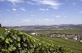 Wineries and Vineyards