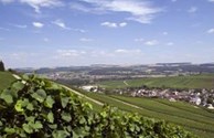 Wineries and Vineyards