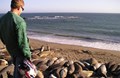 San Simeon Sea Lions!