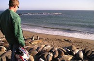 San Simeon Sea Lions!