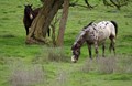Horseback Riding