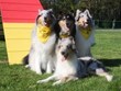Dog Agility Field Photo
