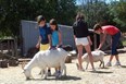 Spruce Haven petting zoo Photo