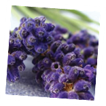 Lilac and Lavender Festival Photo