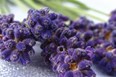 Lilac and Lavender Festival Photo