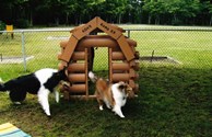 Kamp K9 fun!