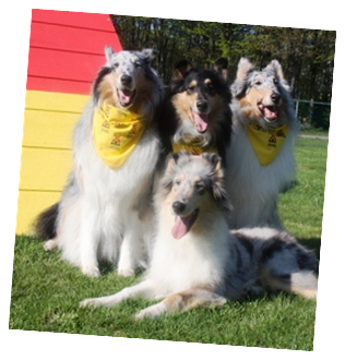 Camp K9 Hosts