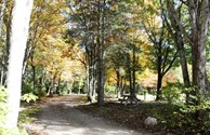 Treed canopy