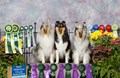 The Collies!