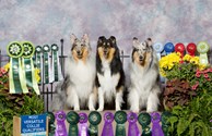 The Collies!