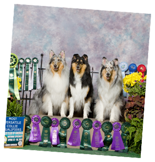 The Collies!