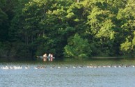 Parade of Ducks!