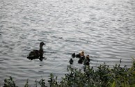 Evening Swim!
