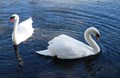Beautiful Wildlife