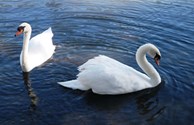Beautiful Wildlife