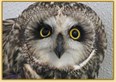Ohio Bird Sanctuary Photo