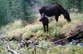 Bighorn Moose