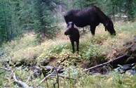 Bighorn Moose