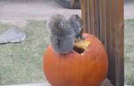 Halloween Squirrel