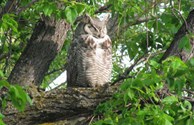 Owl in Tree