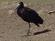 Bird Watching Photo