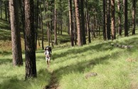 Hiking in the Gila Forest