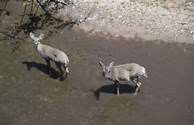 Gila National Forest, Mule Deer