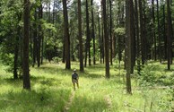 Gila National Forest, Ponderosa Pine forest