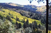 McKnight Mountain, Gila National Forest