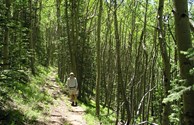 Aspens, Gila National Forest