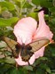 Sertoma Butterfly House Photo