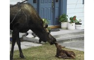 SMOOCH! Mommy's New Born!