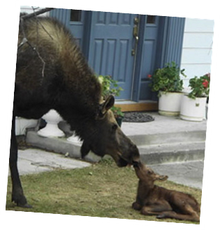 SMOOCH! Mommy's New Born!