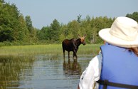 Part of the fun is spending time in Moose Country!