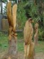 Lone Star Sculpture Photo