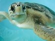Sea Turtle Days! The nesting season has begun. Photo