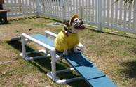 Four legged RV'ers love our Kamp K-9 pet playground.
