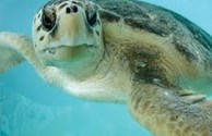 Sea Turtle Days, nesting usually begins in April