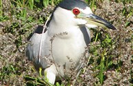 Birding is big on SPI