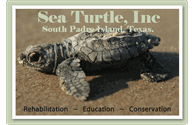 Sea Turtle, Inc., dedicated to education and preservation of sea turtles & their environment