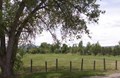 Grassy Field for Tent Camping